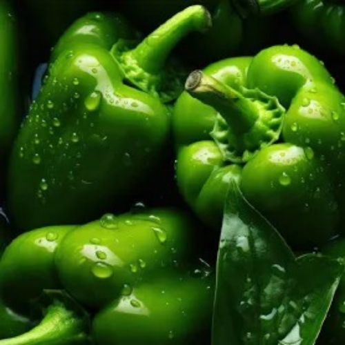 Capsicum