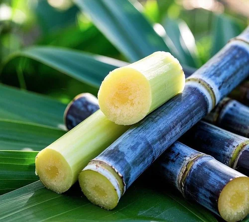 Sugarcane – Co-86032