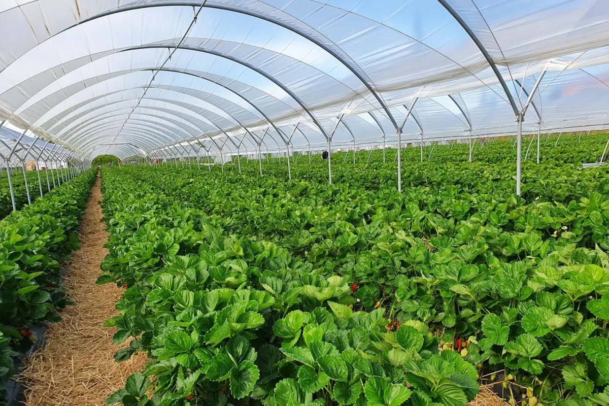 Interior of Poova Hitech Nursery greenhouse with seedling beds